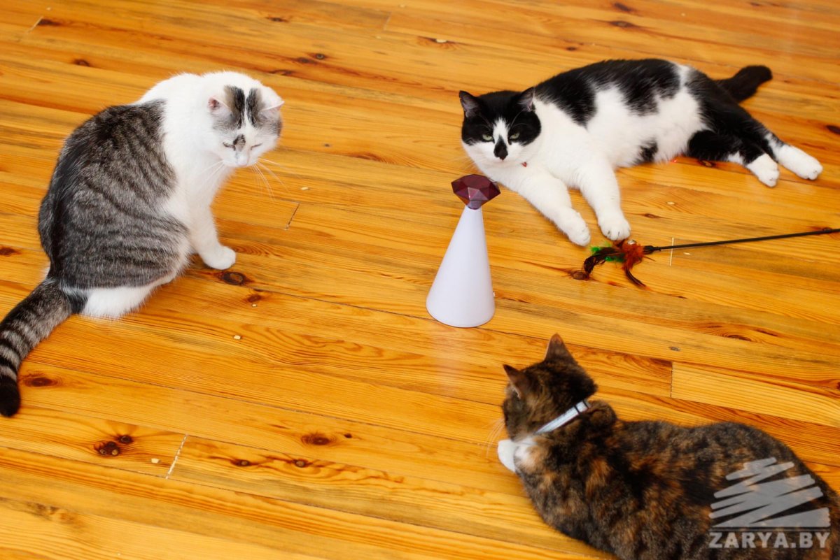 Кошка Рыжуля с канала а ну-ка давай-ка