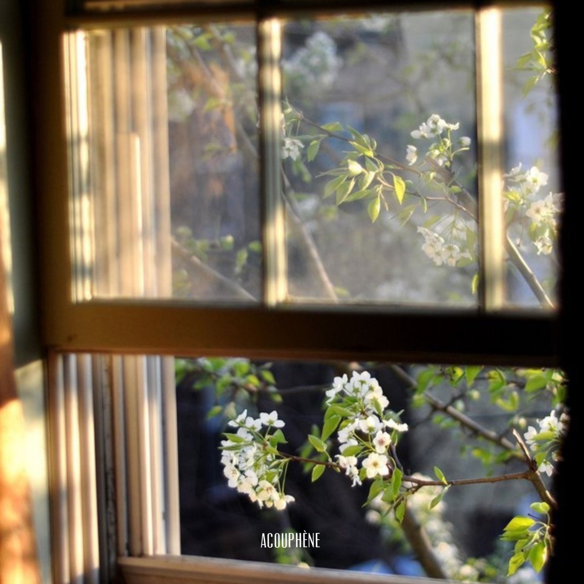 Летние цветы на окне