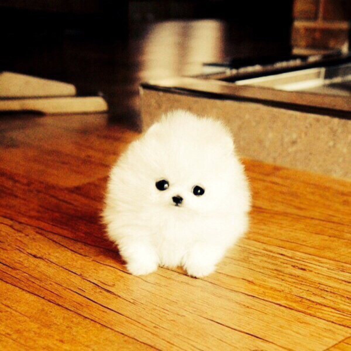 Пушистый комок с глазами