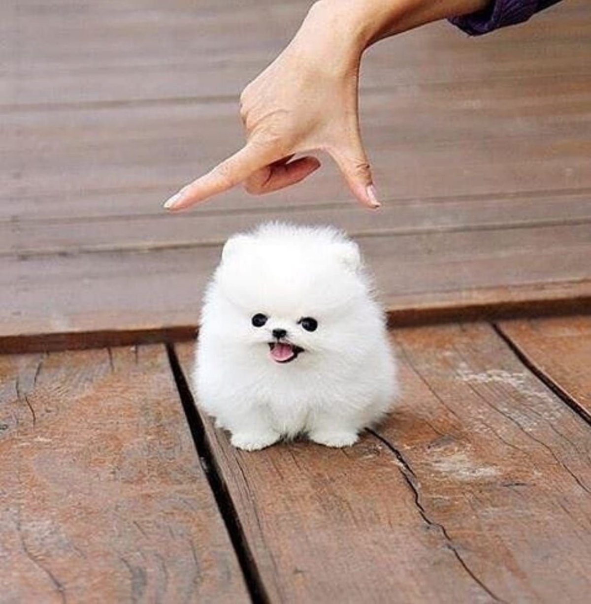 Пушистый Зайка