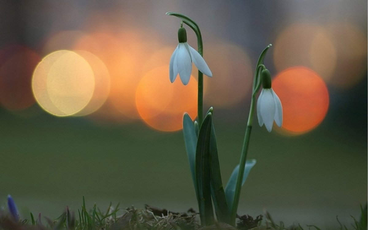 Весенняя ночь