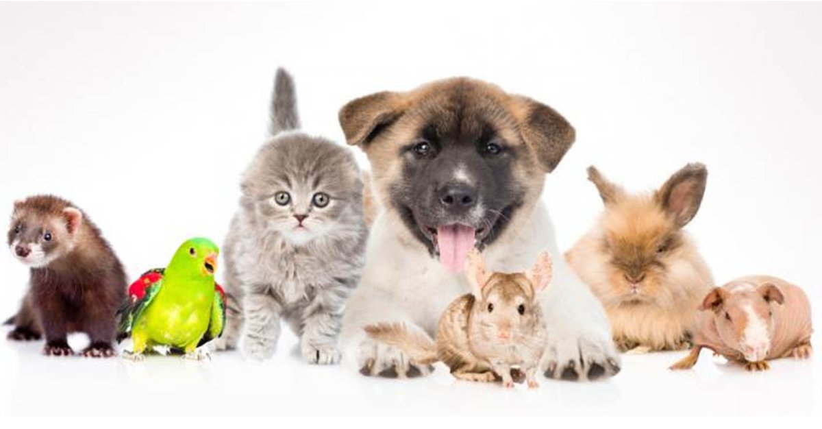 Питомцы на белом фоне