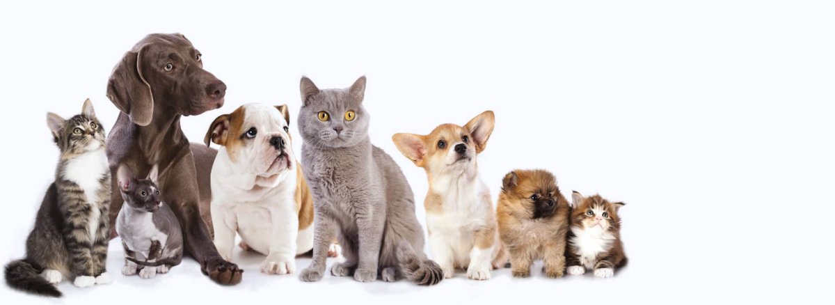 Товары для животных баннер