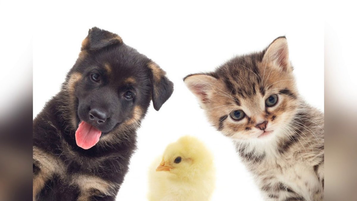 Животные зоотовары