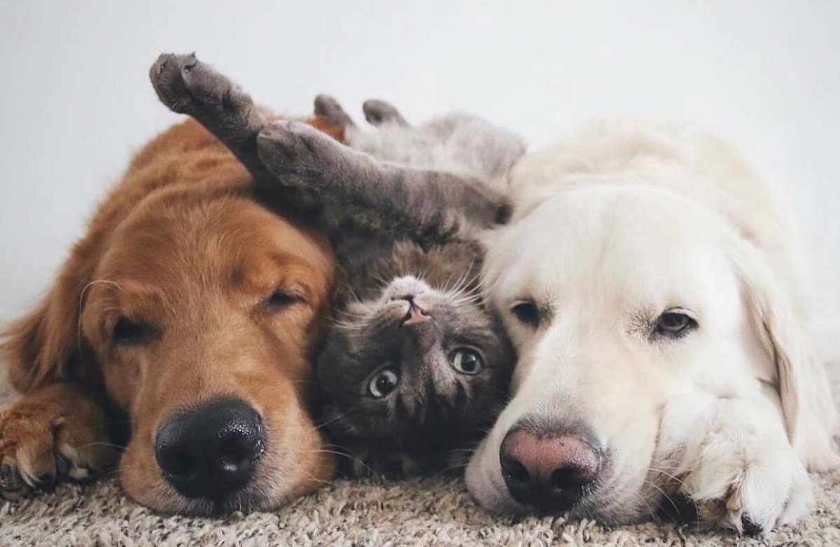 Животные вместе