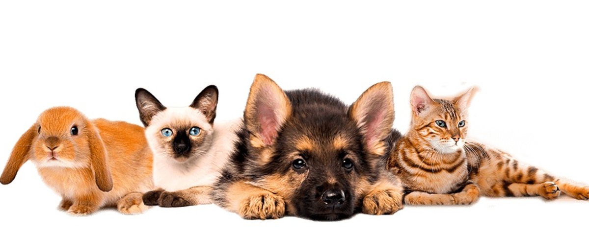 Домашние питомцы на прозрачном фоне