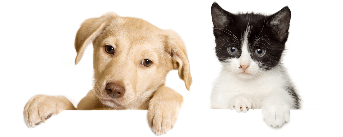 Домашние животные