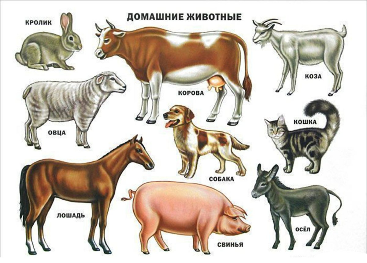 Плакат. Домашние животные.