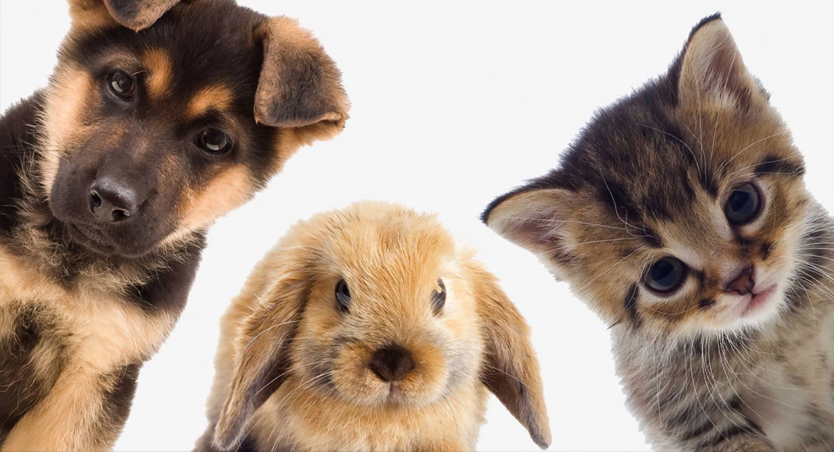 Кролики собачки котики