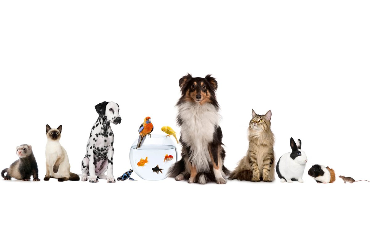 Фон домашние животные