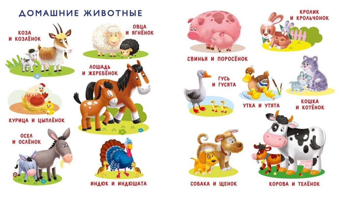 Домашние животные и Детеныши