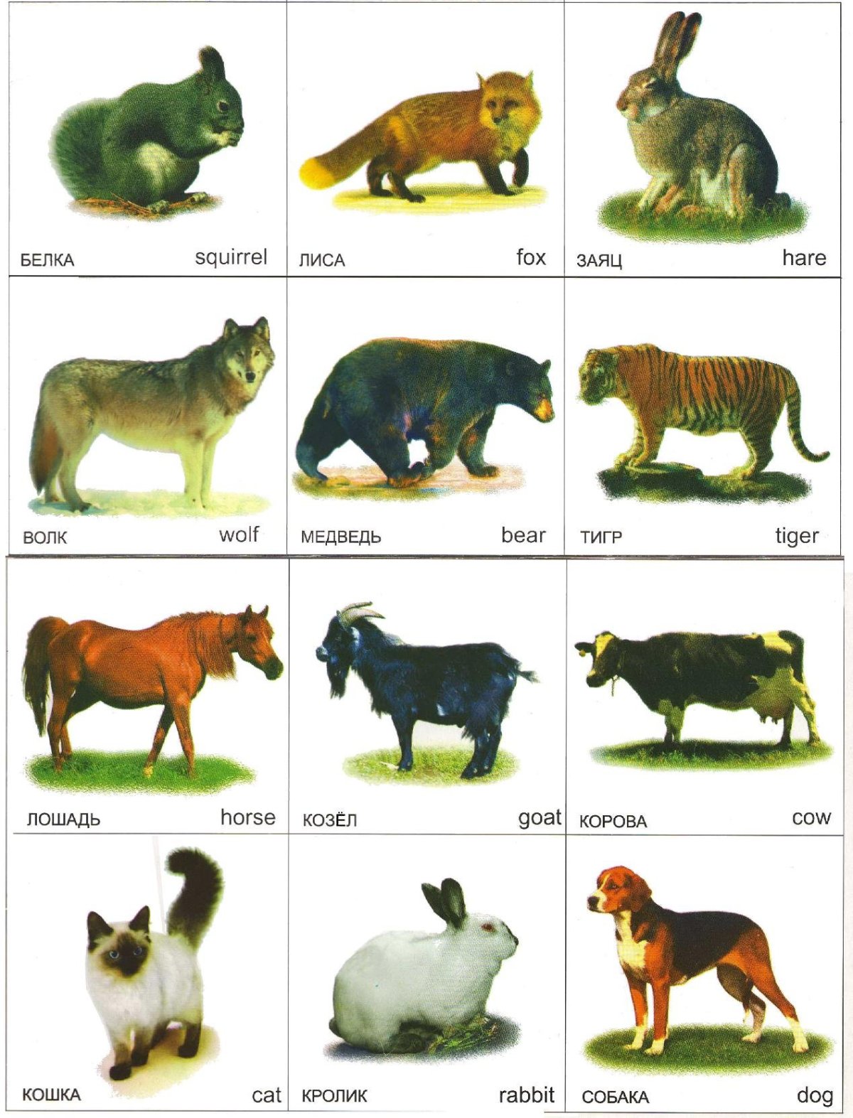 Карточки животных для детей