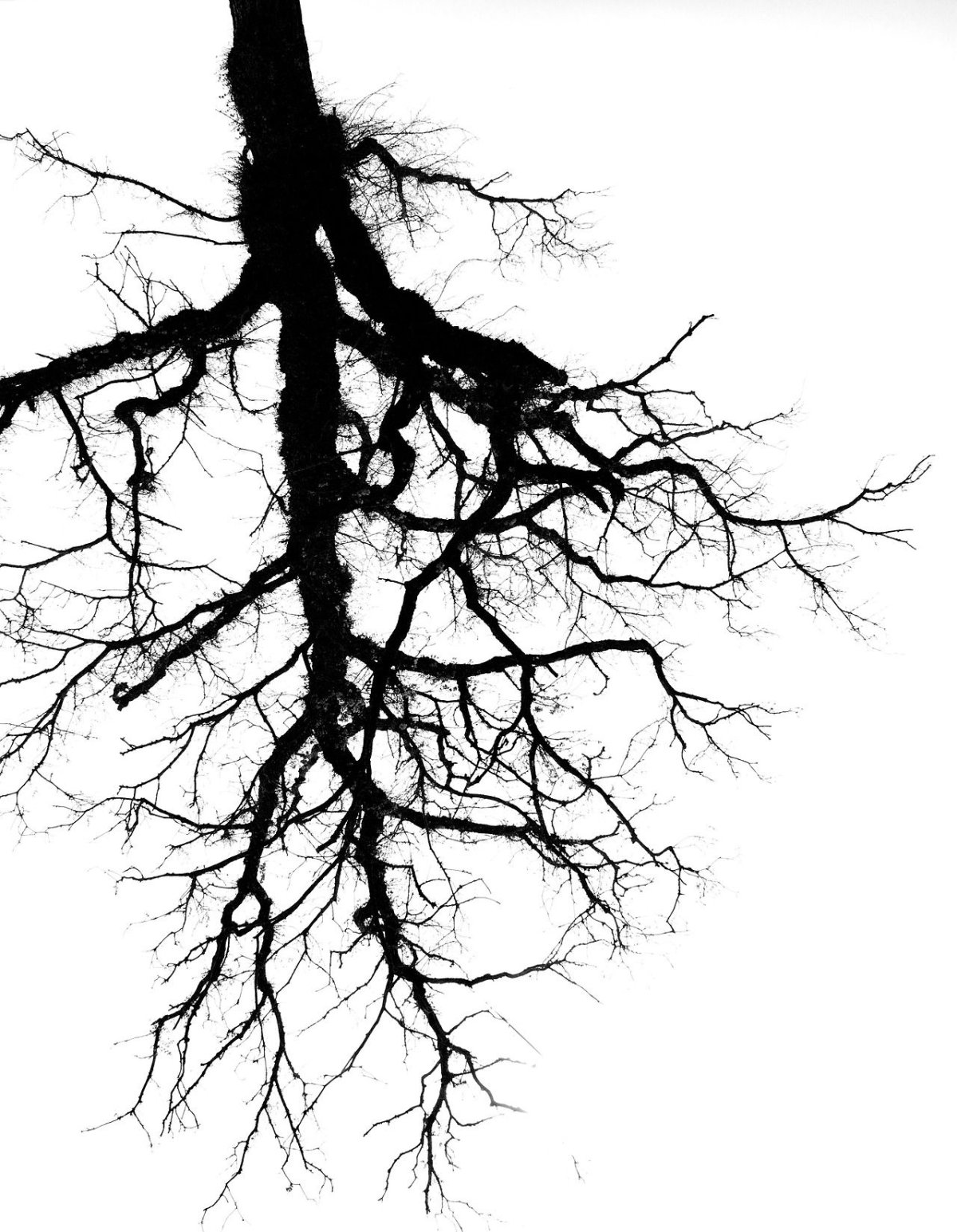 Кельтское Древо Иггдрасиль