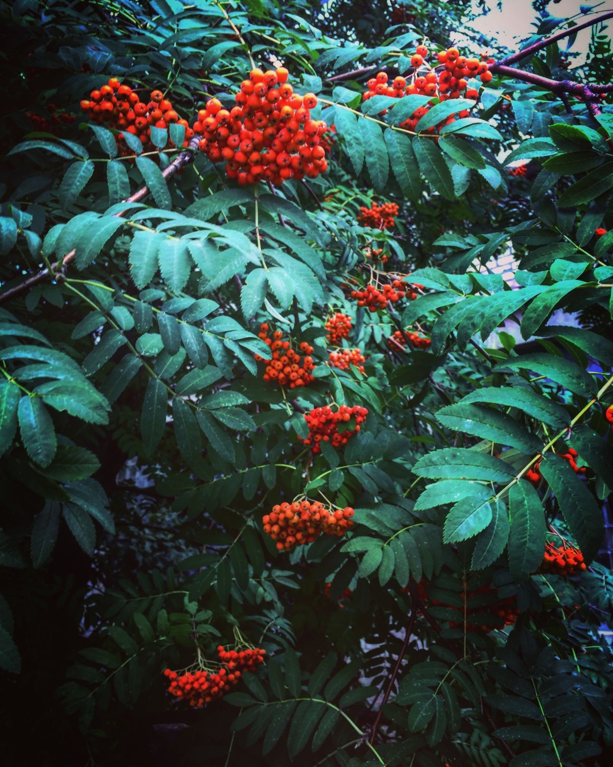 Рябина буроватая