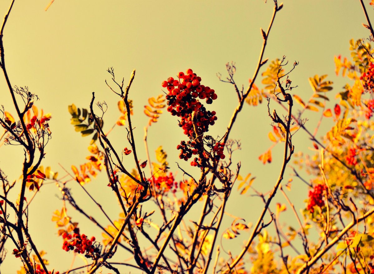 Рябина дерево