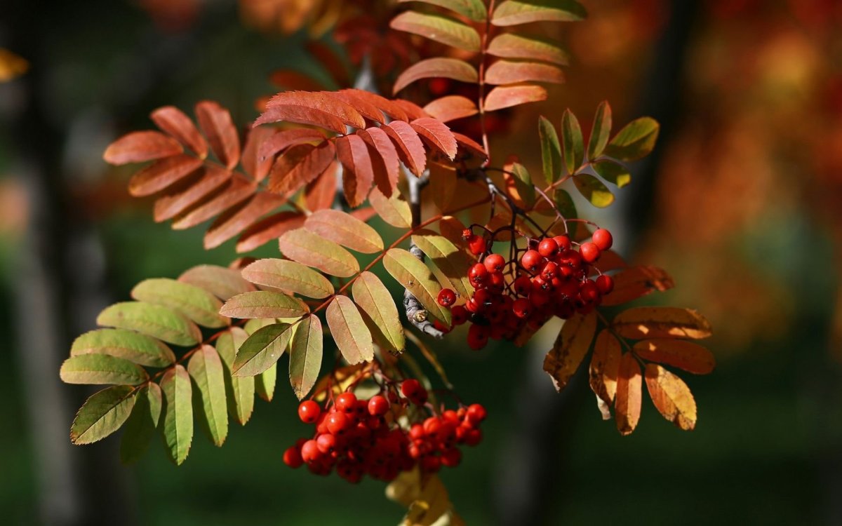 Рябина Вильморена