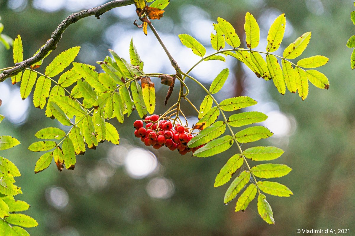 Рябина Крымская