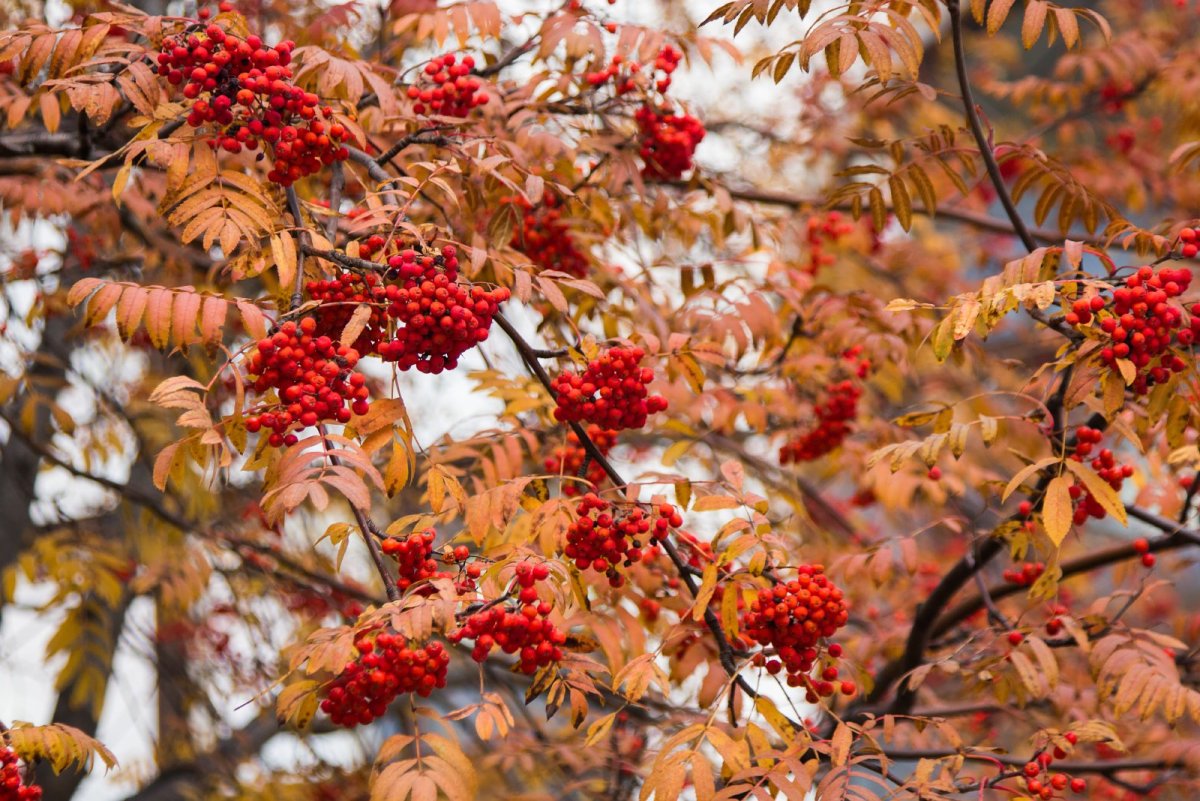 Рябина обыкновенная Невежинская осень