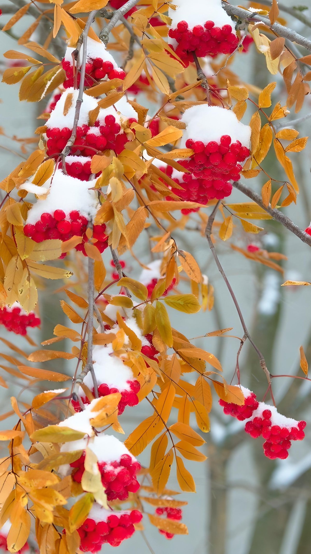 Осень ноябрь