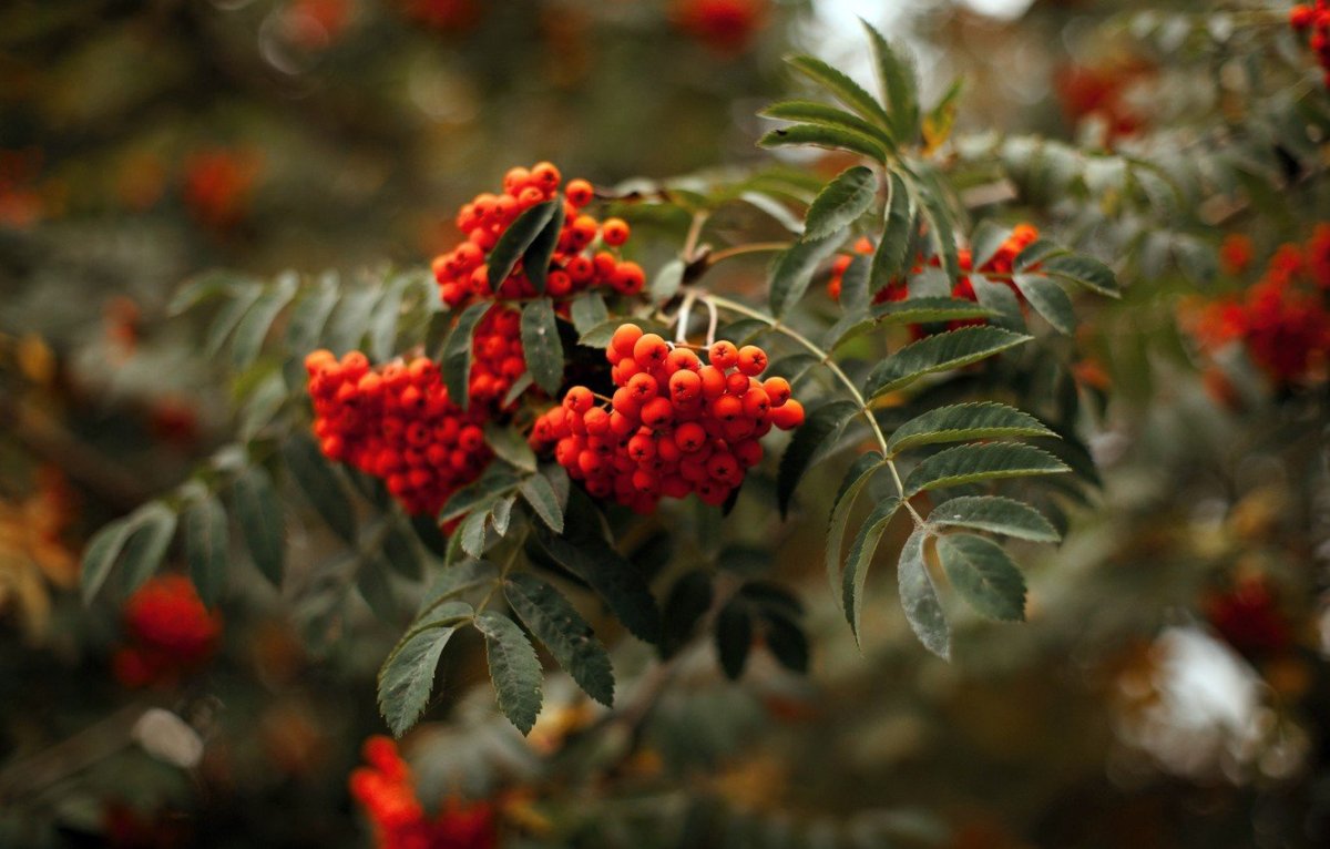 Рябина обыкновенная Golden Wonder