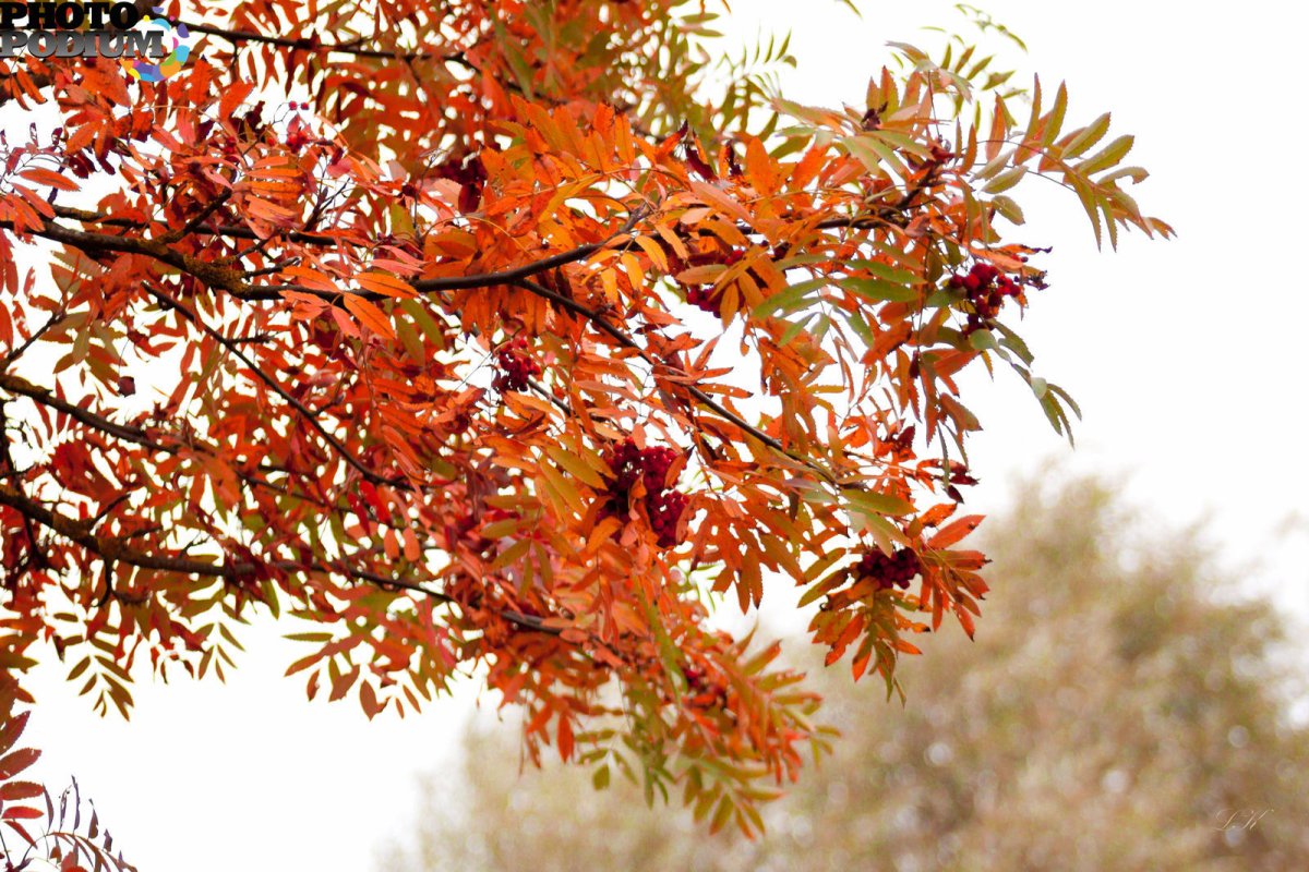 Листопад рябины