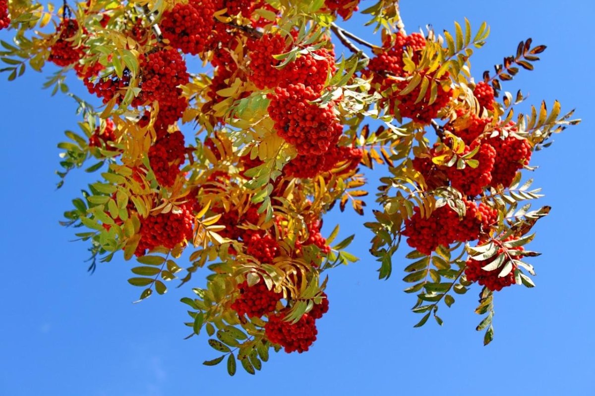 Осень рябина картинки