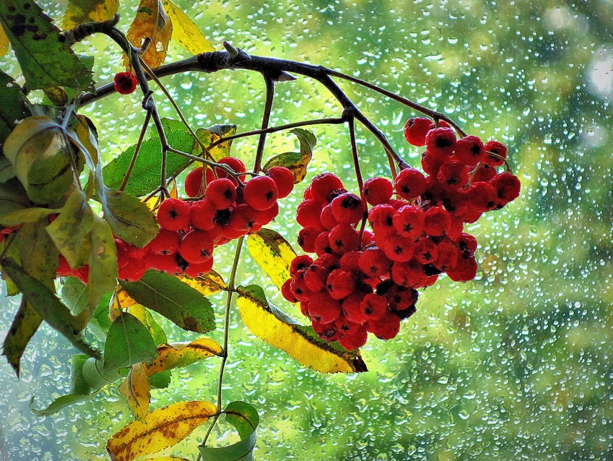 Гроздья рябины осень