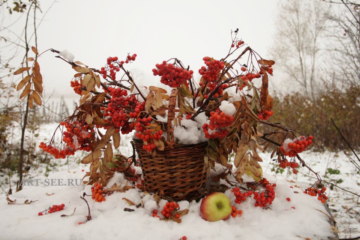 Осенне-зимние цветы