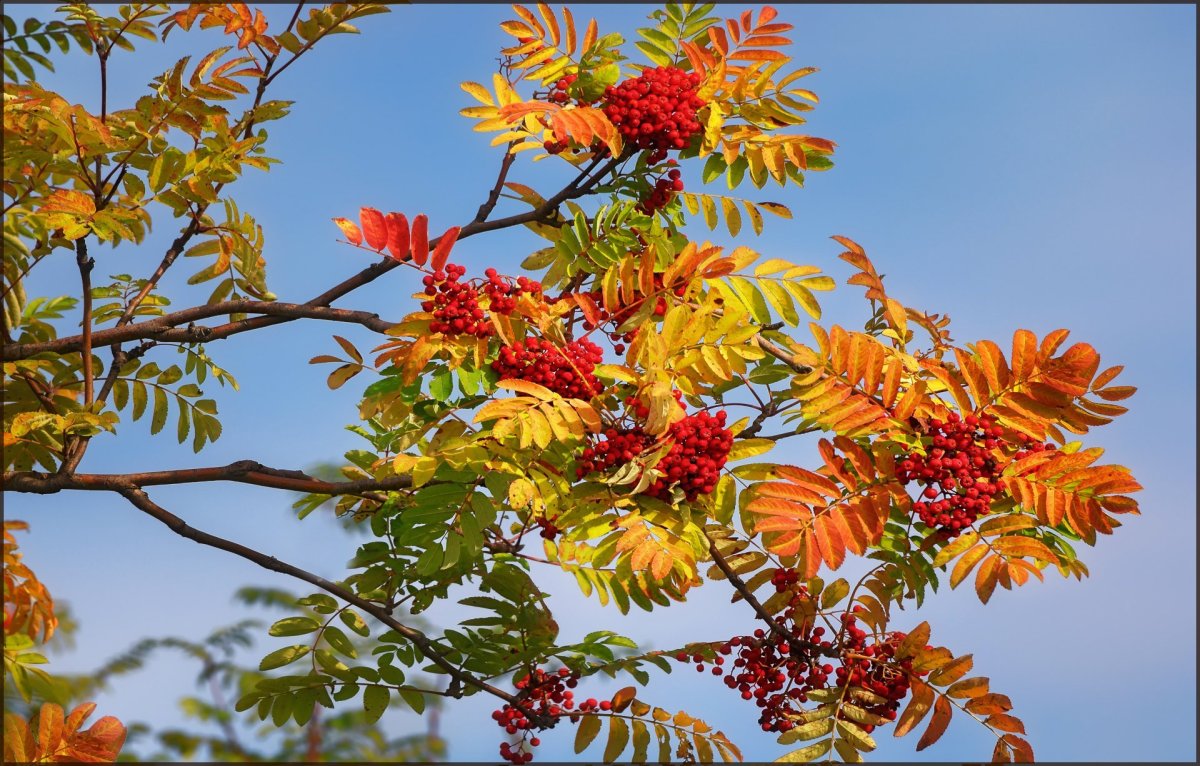 Рябина это дерево или кустарник
