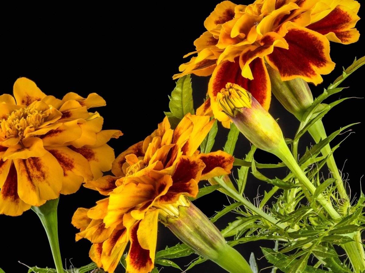 Тагетес черный