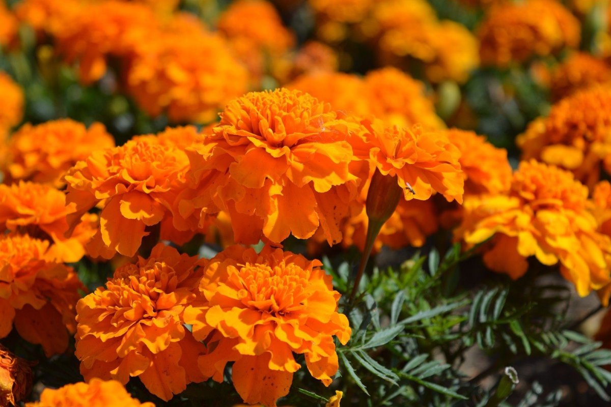 Бархатцы Бонанза оранж