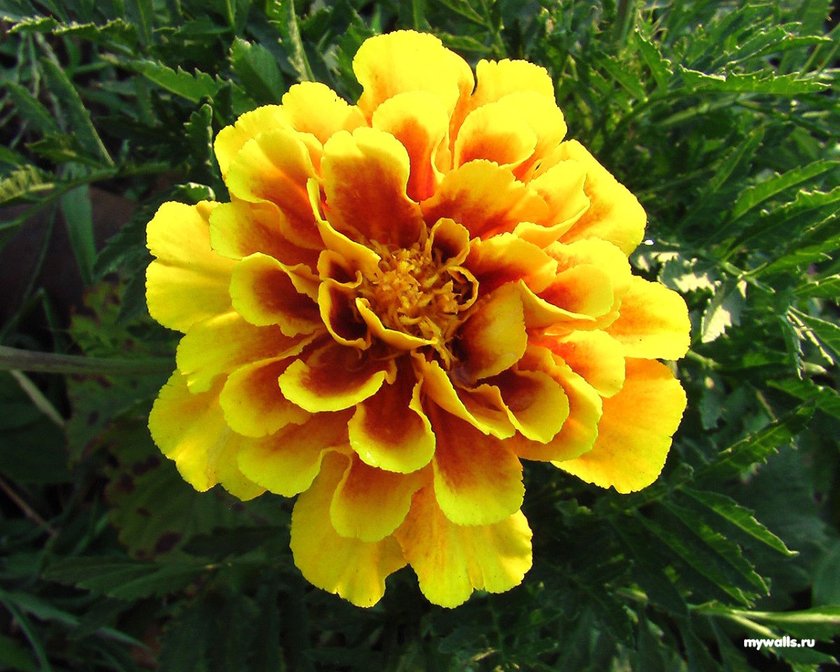 Бархатцы отклоненные махровые Кармен