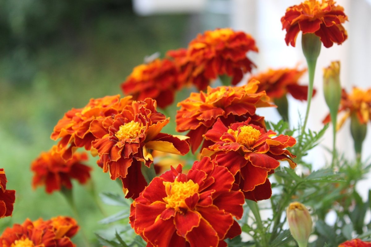 Бархатцы красный САМОЦВЕТ