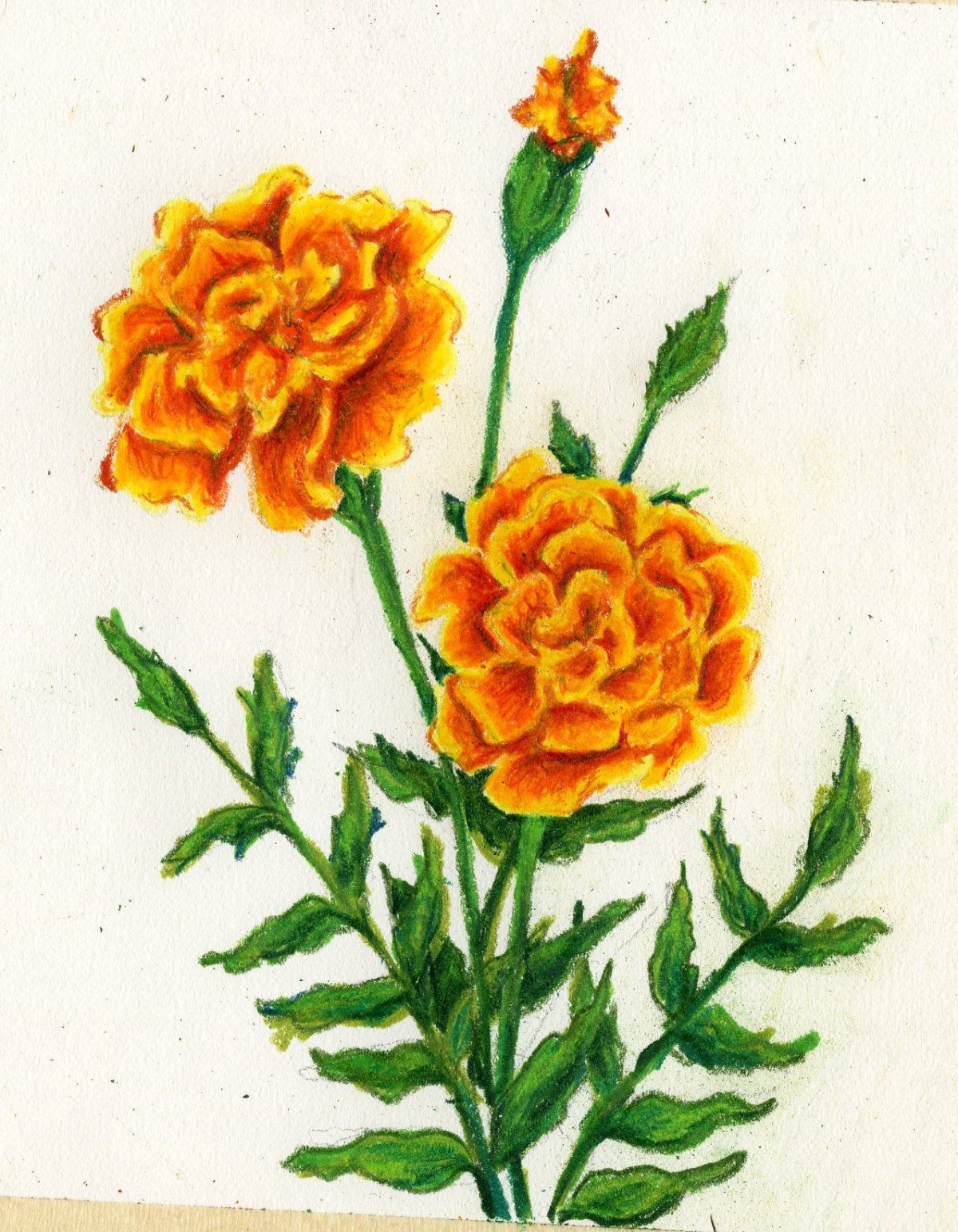 Бархатцы мандарин