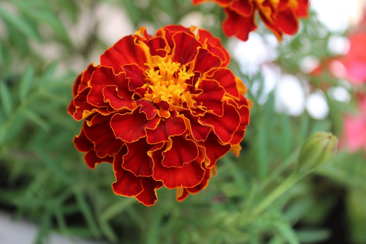 Бархатцы и календула