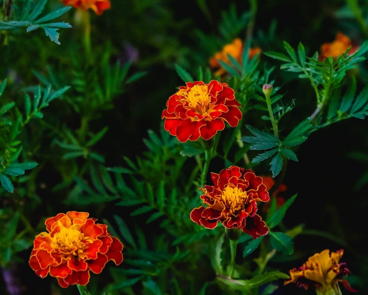 Бархатцы Огненный бархат