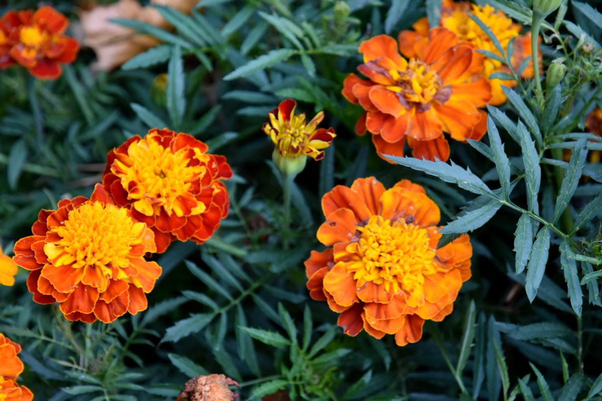 Дискавери f1 бархатцы