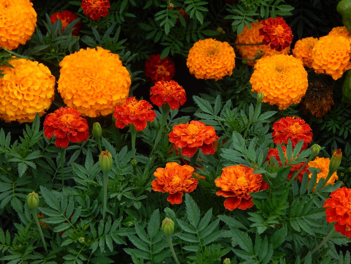 Тагетес рисунок