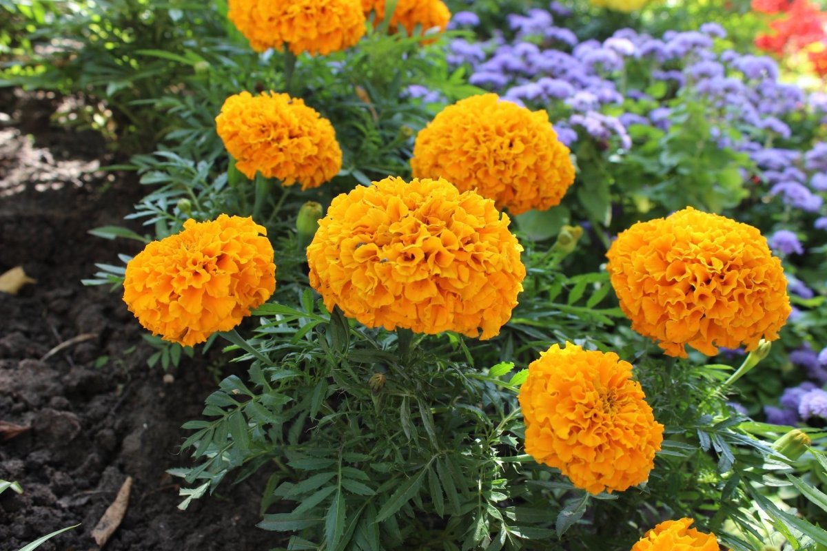 Бархатцы прямостоячие Тайшан оранж