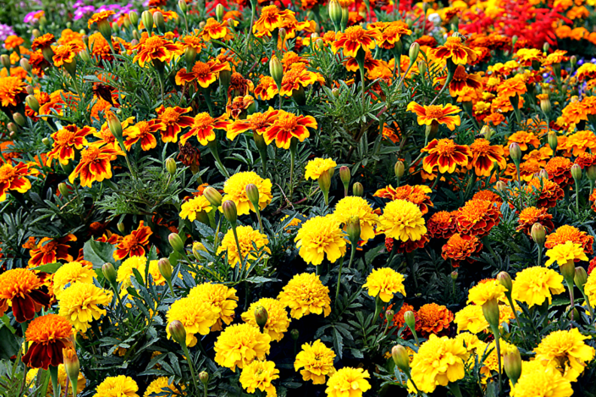 Бархатцы многолетние цветы
