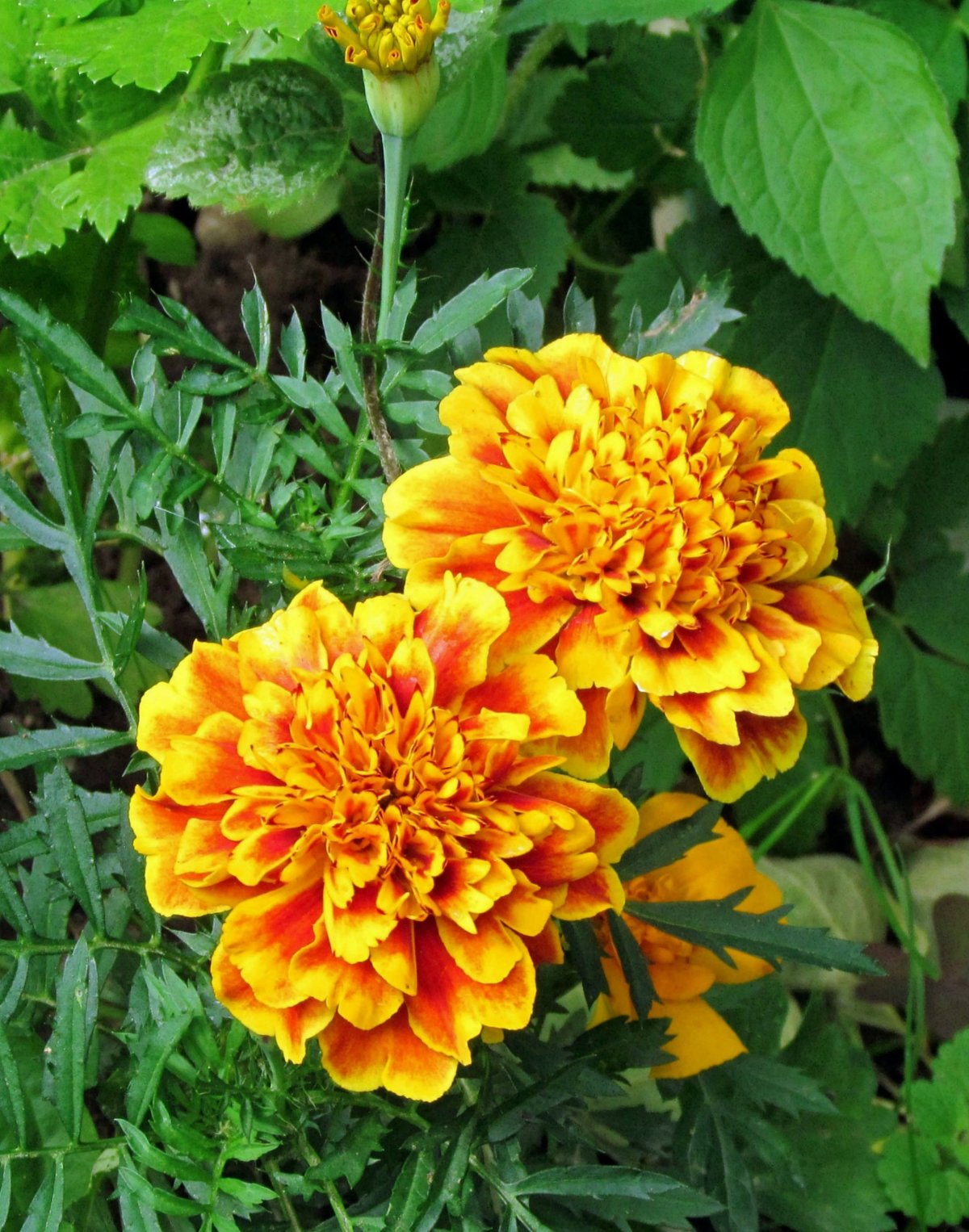 Бархатцы Дюранго би