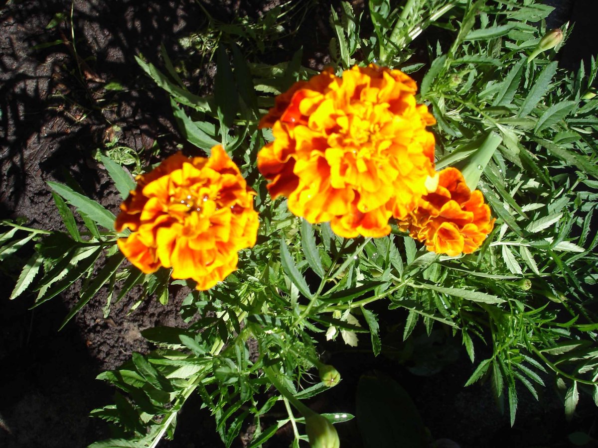 Бархатцы ханикомб