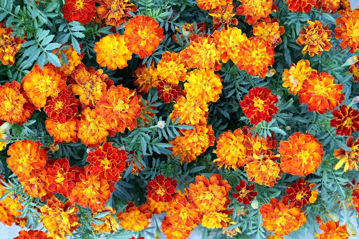 Фиалка бархатцы