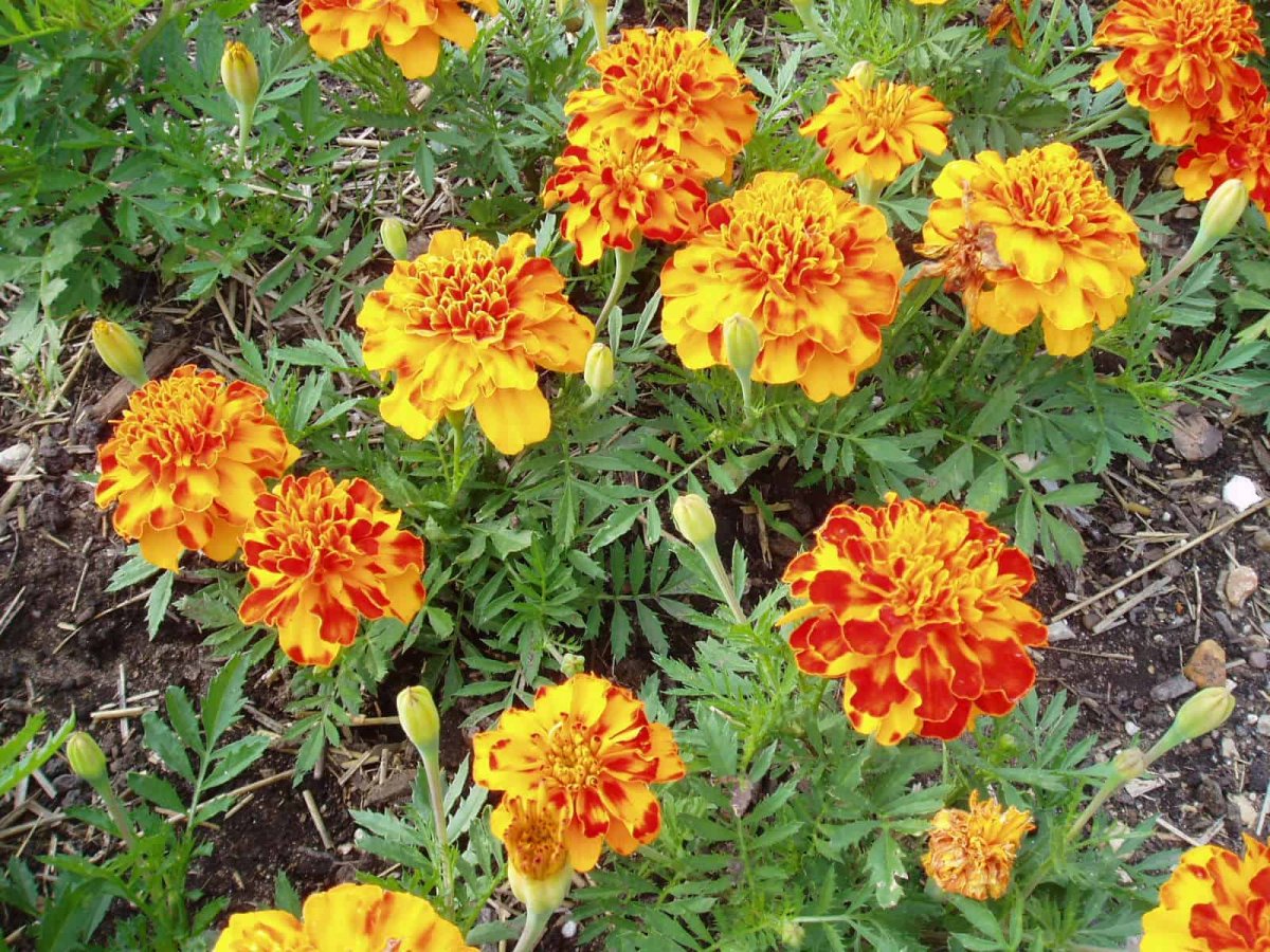 Бархатцы Бонита