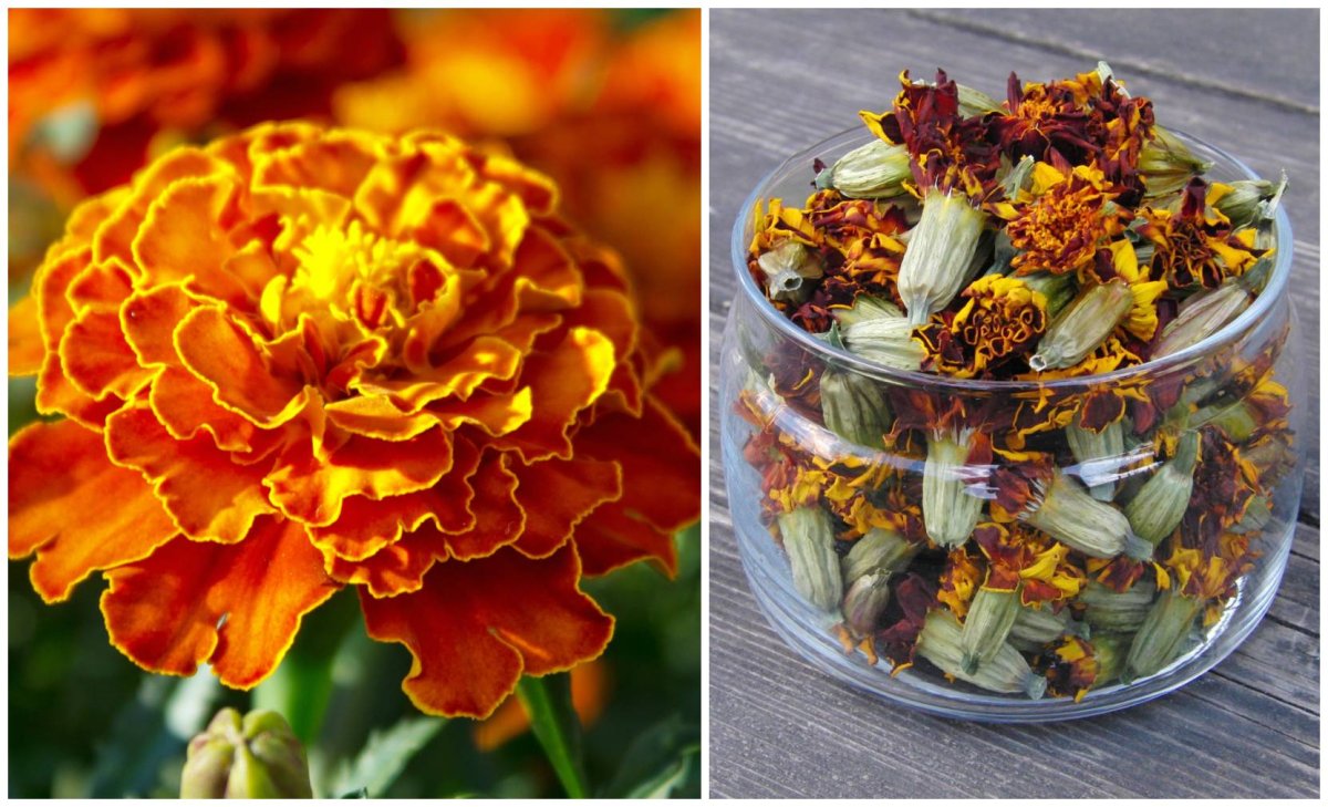 Чернобривцы рисунок