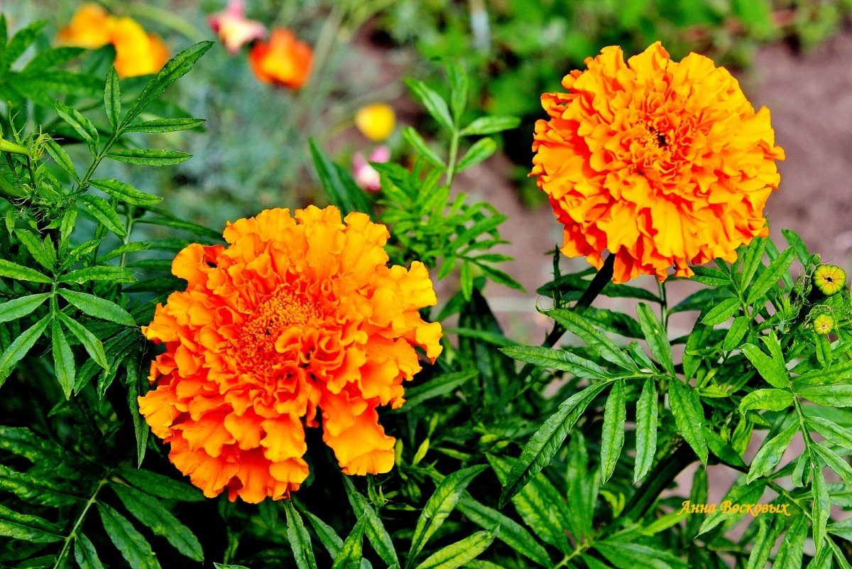 Бархатцы Аспен красный