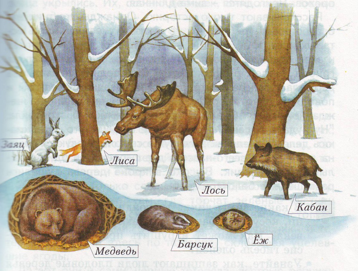 Как зимуют звери
