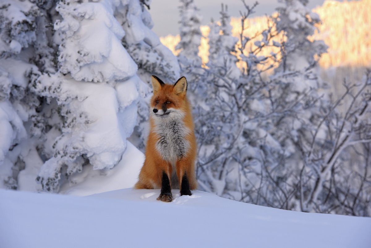 Горная Шория медведь