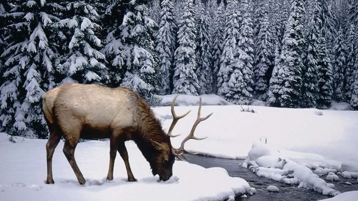 Обои зимнего оленя на рабочий стол