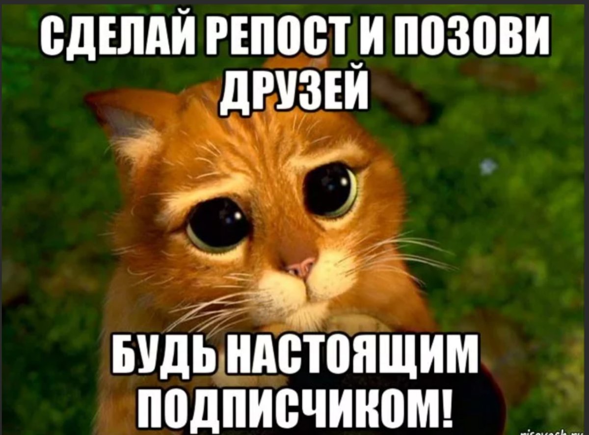 Жалостливый взгляд